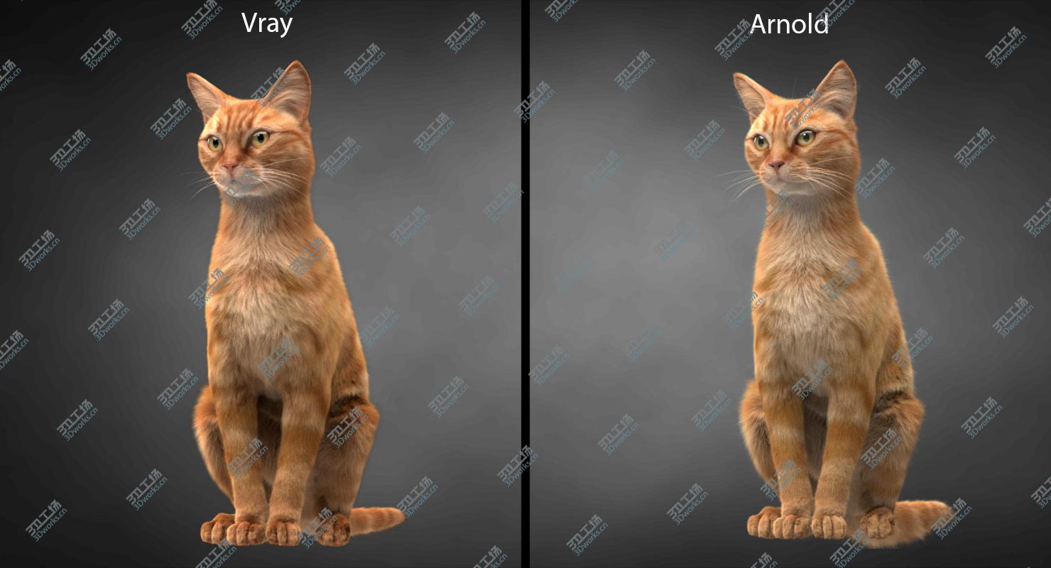 images/goods_img/202104092/3D Cat Ginger v1 model/5.jpg